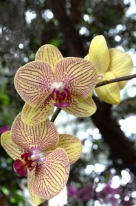 Yellow and Purple Orchids