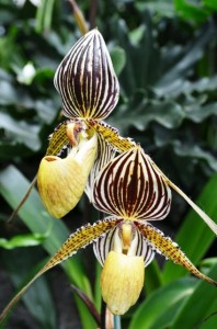Brown and Yellow Striped Orchids
