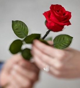 single-red-long-stem-rose