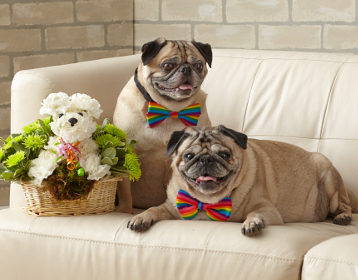Max the Rescue Pug and Mr. Bojangles with the Party Animal™a-DOG-able®