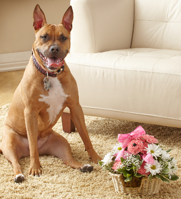 Reese, 1 year-old, Pit Terrier-Boxer Mix with the Princess Paws™ a-DOG-able!®