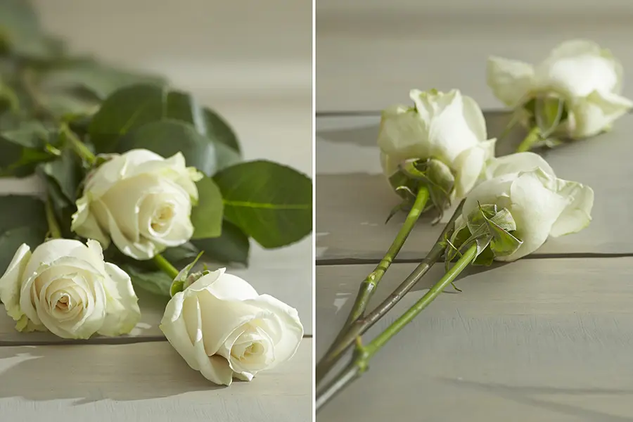 painted flowers with White Roses for Stem Dying