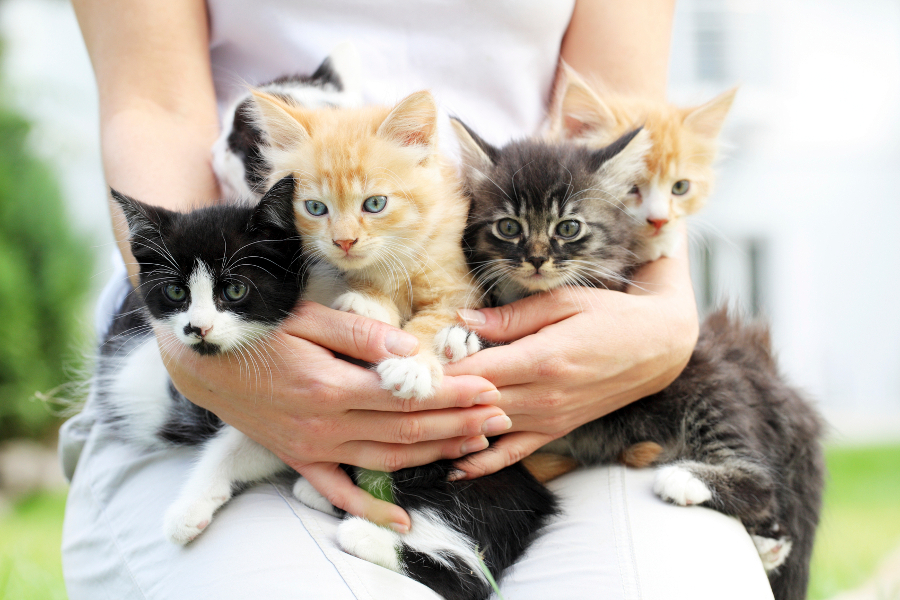 Person holding group of little cats in arms.