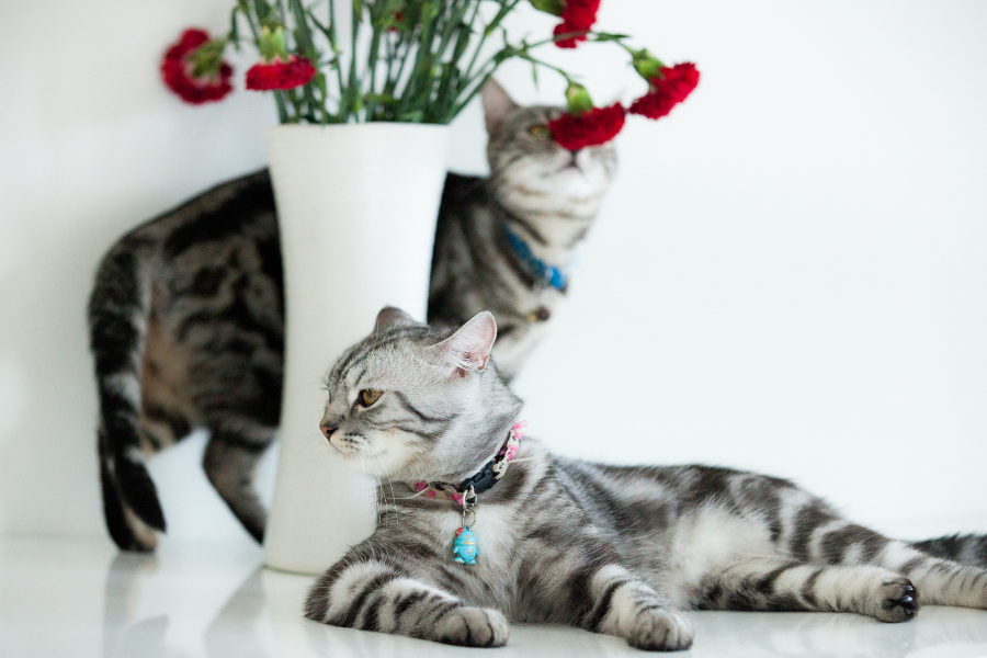 American shorthair cat with white background and red flower
