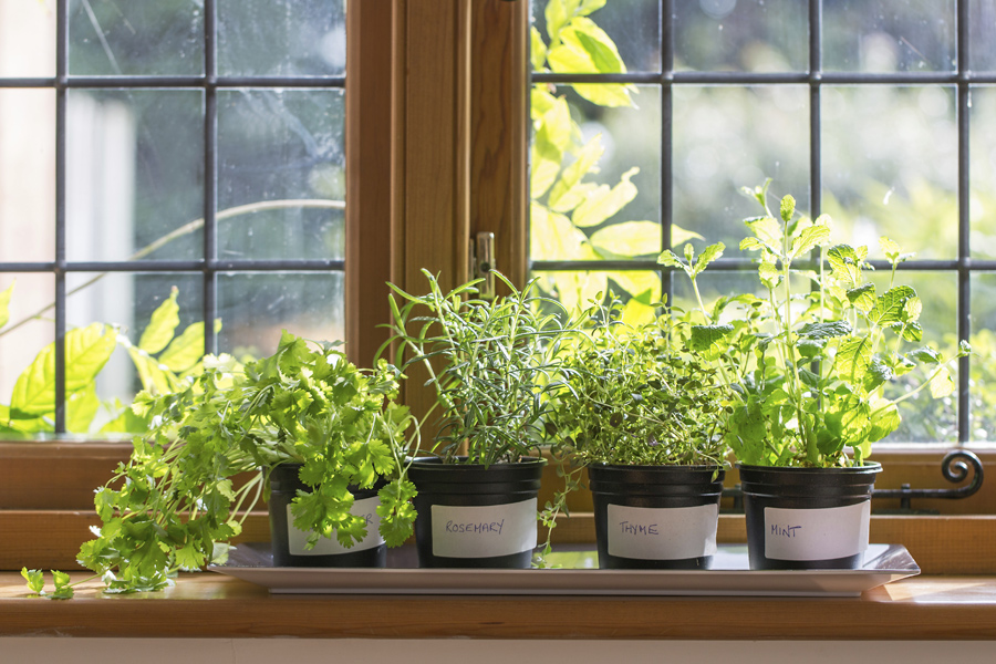 herbs-for-an-indoor-herb-garden