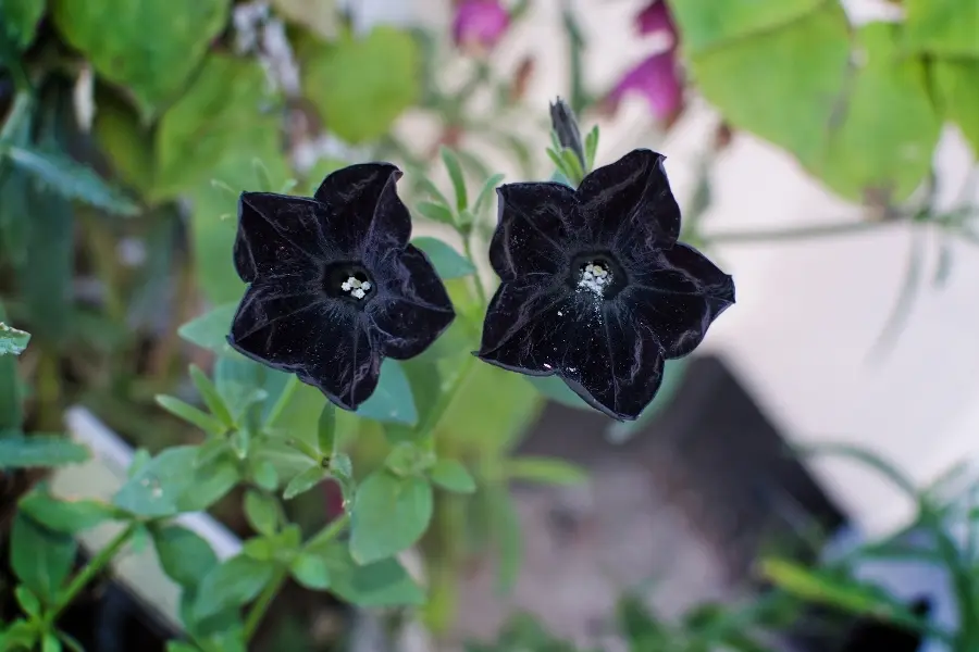 Black petunia flowers closeup, Sweden in October.